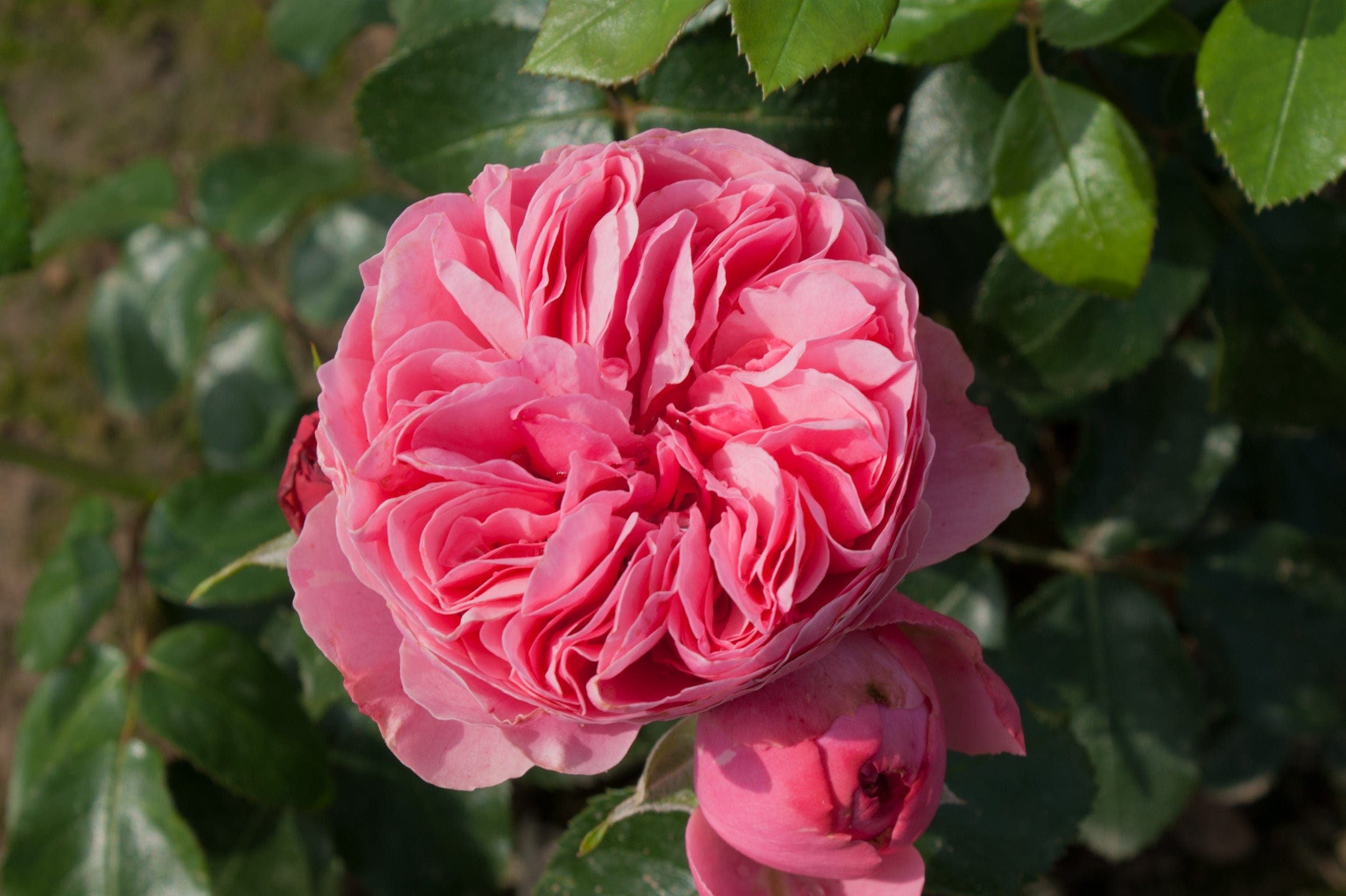 Rose 'Leonardo da Vinci®'